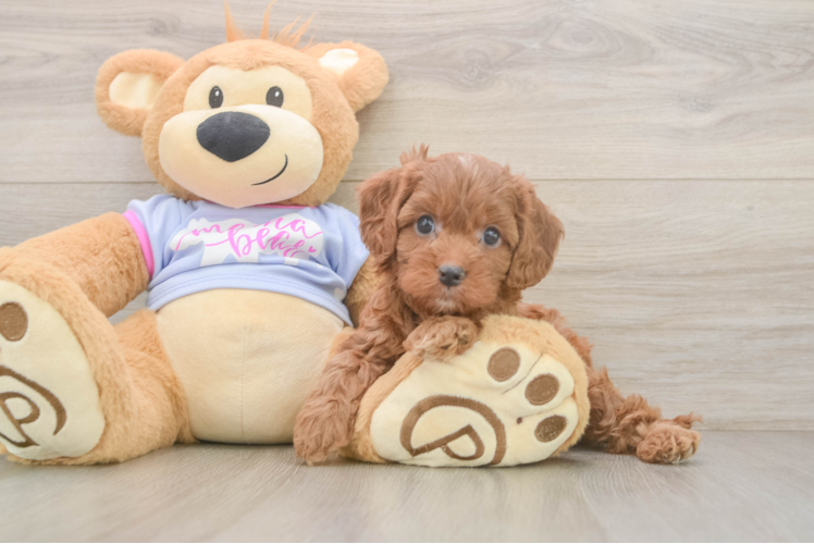 Playful Cavapoodle Poodle Mix Puppy