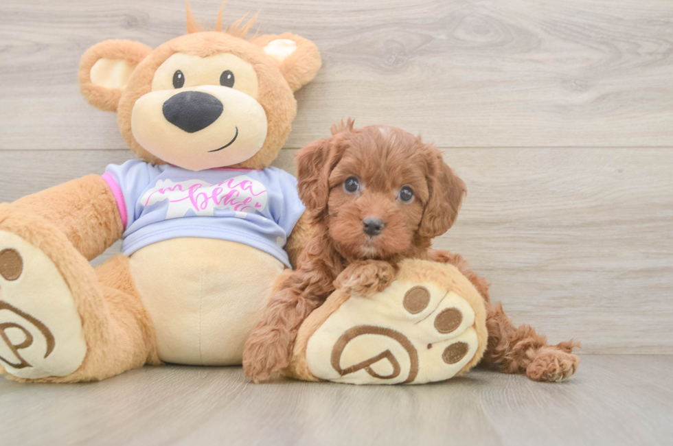 6 week old Cavapoo Puppy For Sale - Puppy Love PR