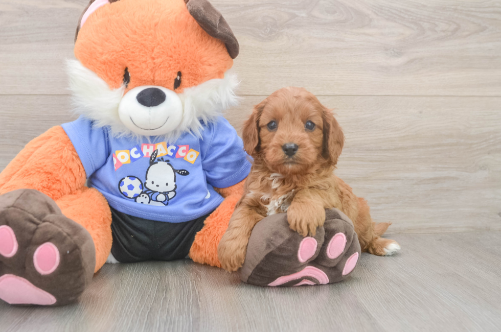 5 week old Cavapoo Puppy For Sale - Puppy Love PR