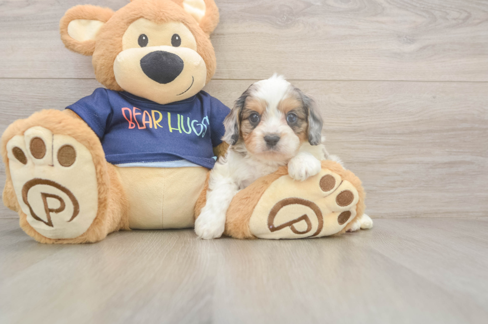 5 week old Cavapoo Puppy For Sale - Puppy Love PR