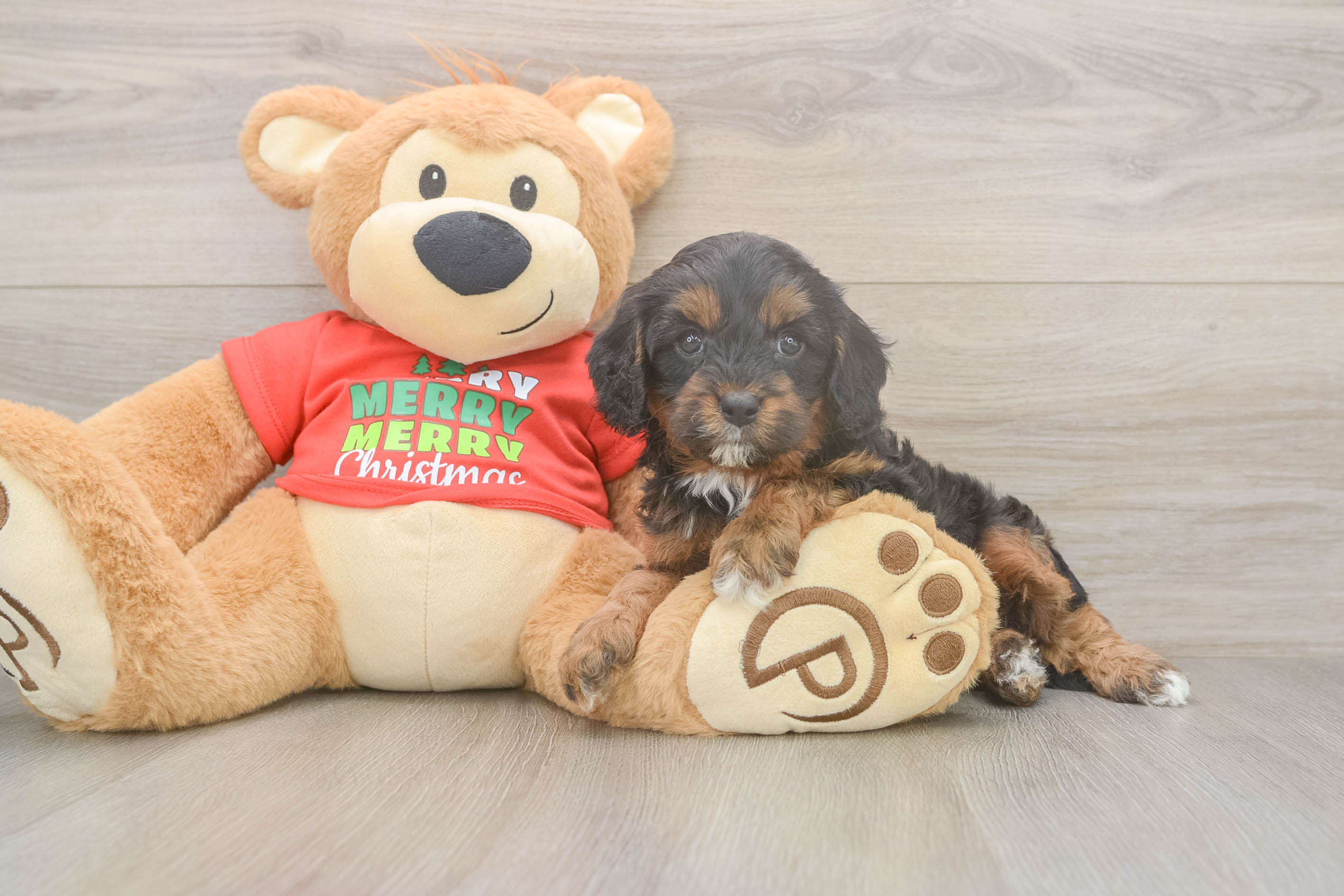Petite Cavapoo Poodle Mix Pup