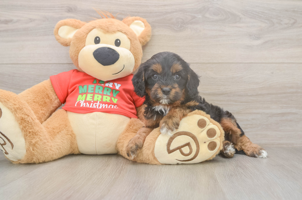 5 week old Cavapoo Puppy For Sale - Puppy Love PR