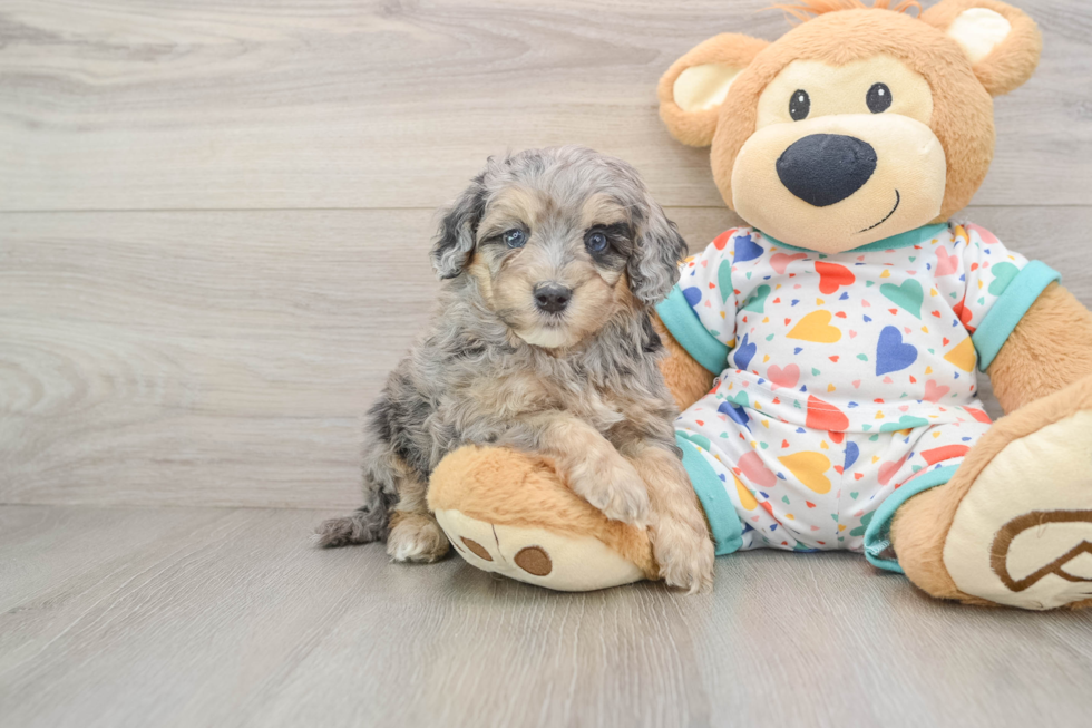 Funny Cavapoo Poodle Mix Pup