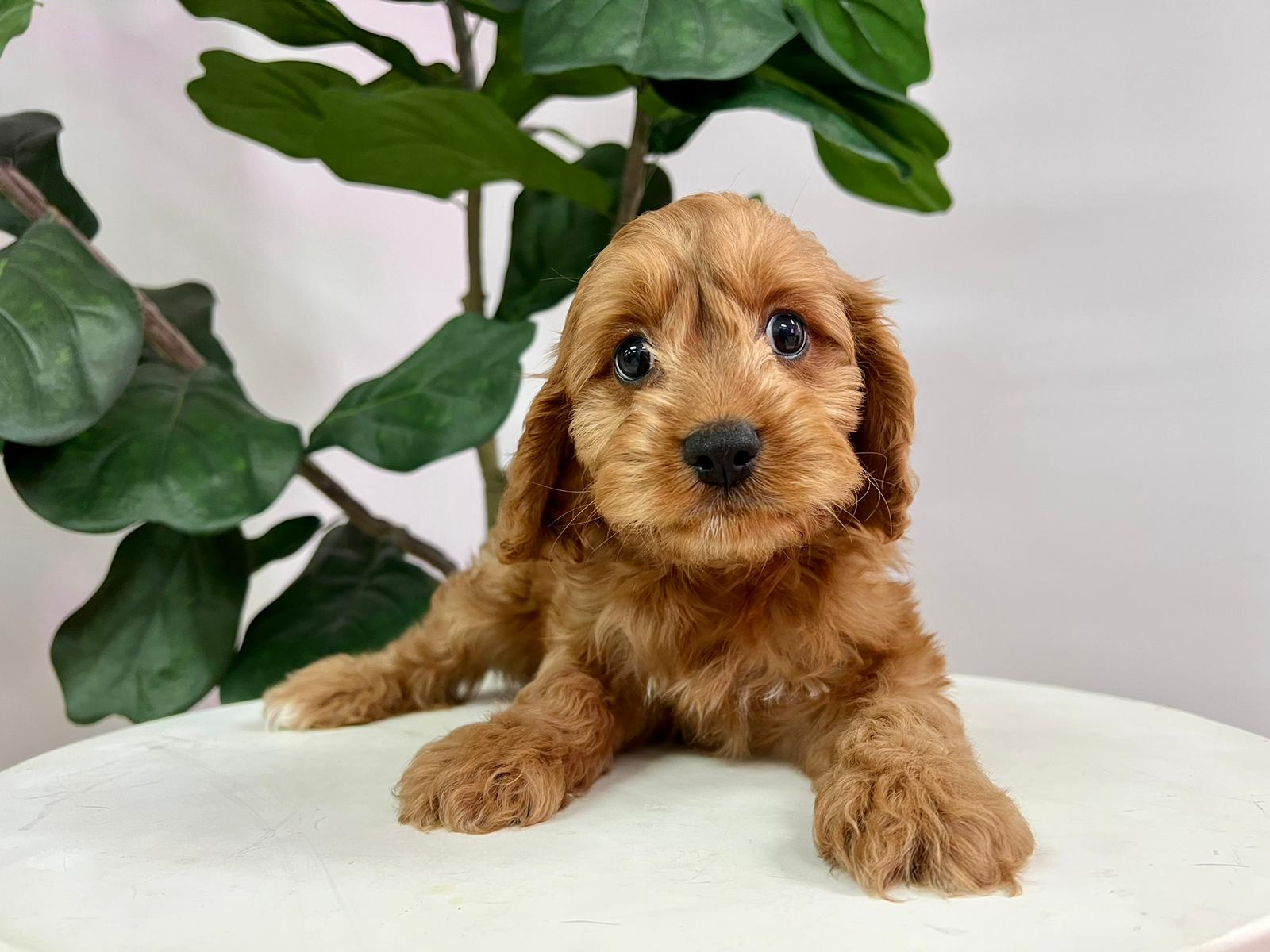 Cute Cavoodle Poodle Mix Puppy