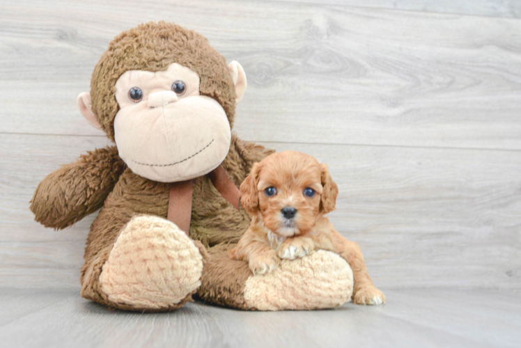 Meet Nirvana - our Cavapoo Puppy Photo 1/3 - Puppy Love PR Small Cavapoo Baby