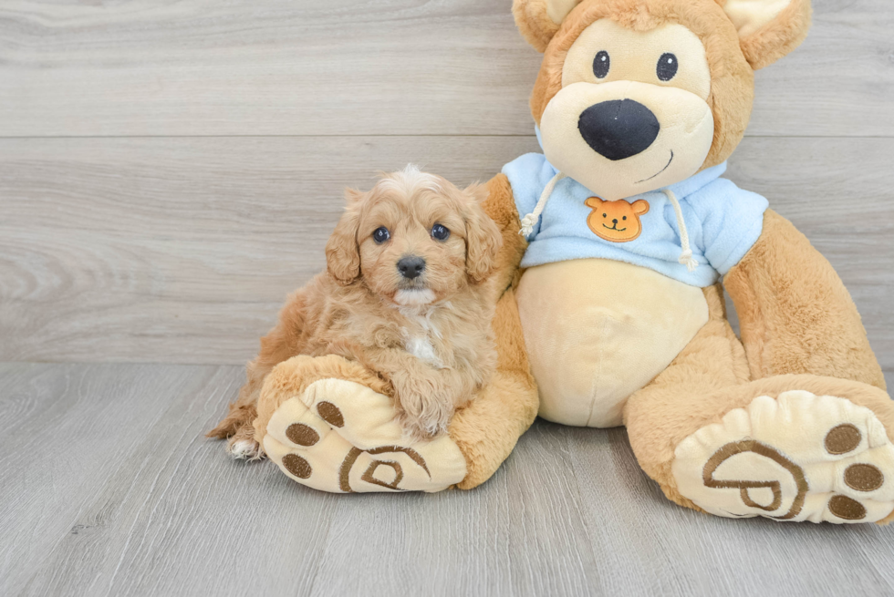 Cavapoo Puppy for Adoption