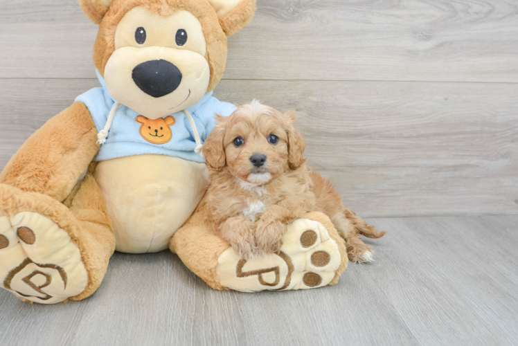 Fluffy Cavapoo Poodle Mix Pup