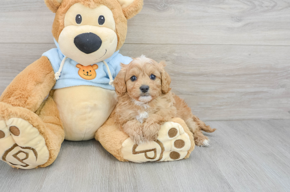 5 week old Cavapoo Puppy For Sale - Puppy Love PR
