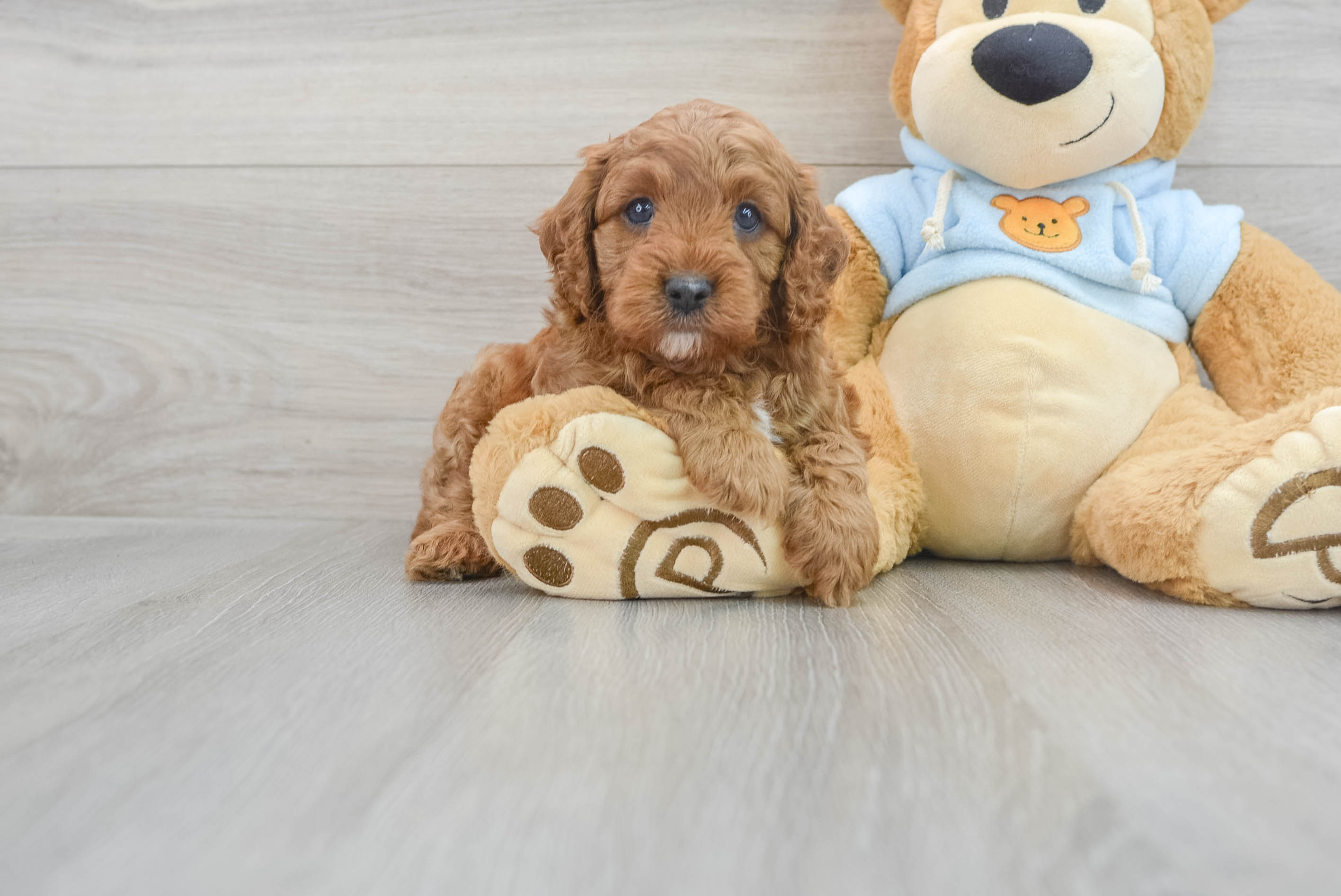 Smart Cavapoo Poodle Mix Pup