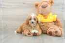 Smart Cavapoo Poodle Mix Pup