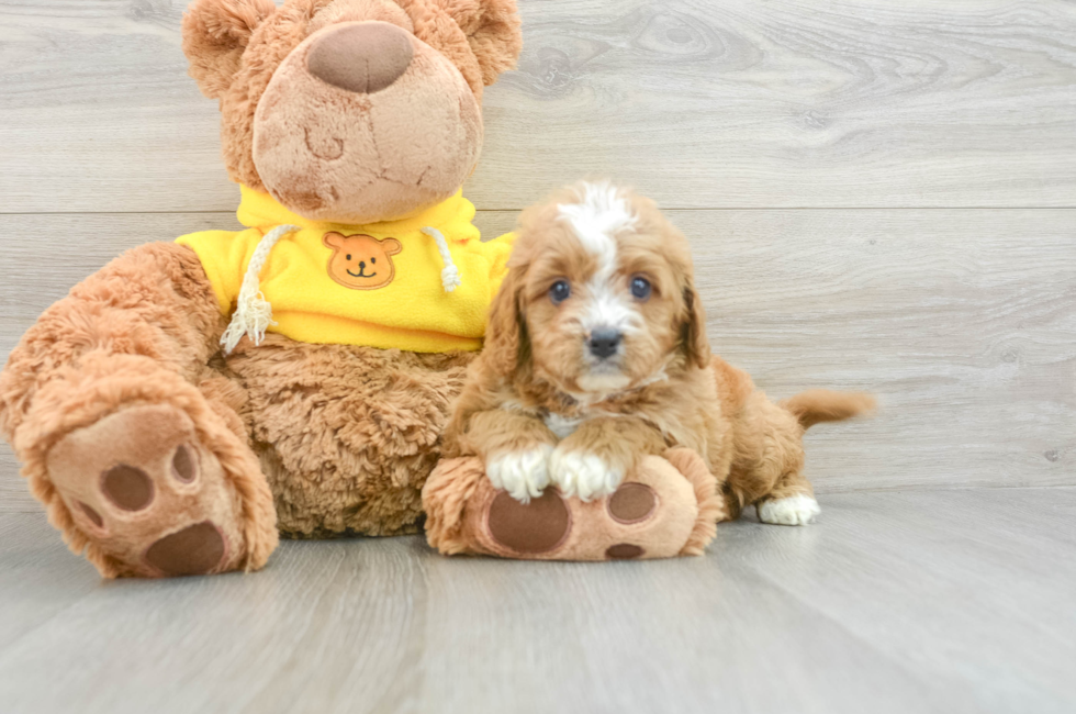 7 week old Cavapoo Puppy For Sale - Puppy Love PR