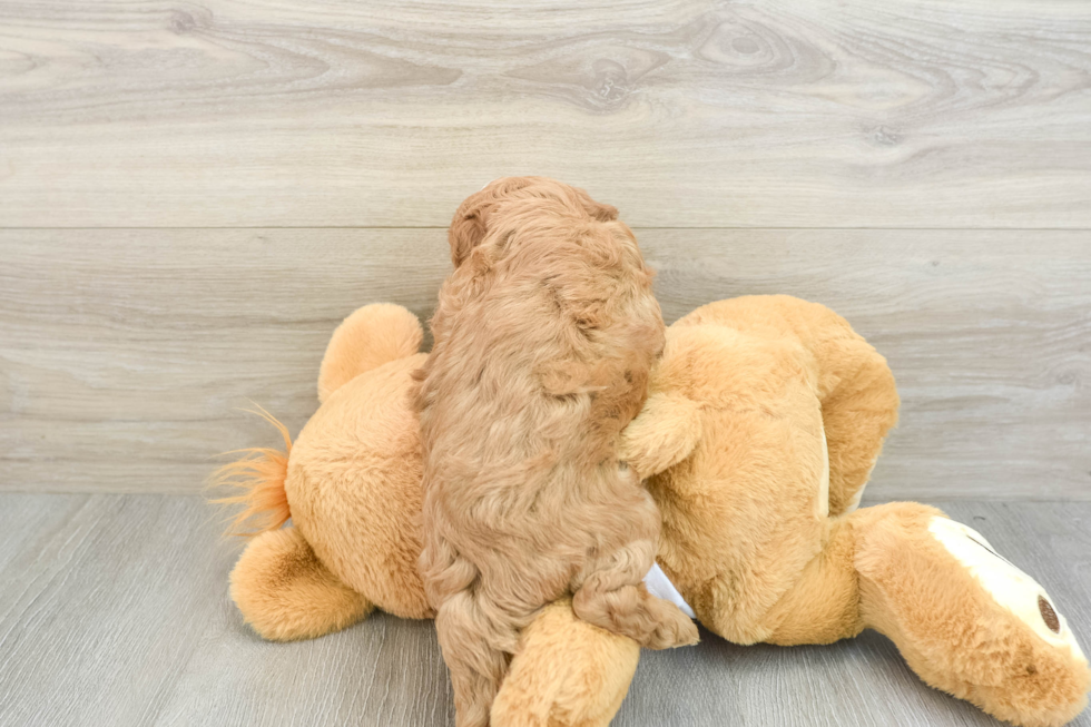 Cavapoo Pup Being Cute