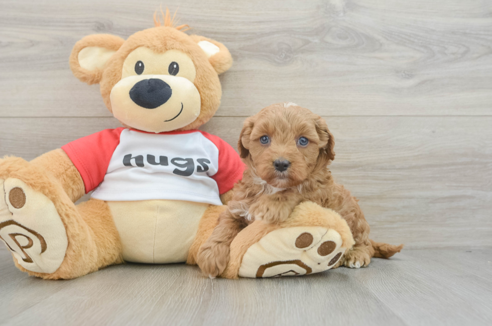 7 week old Cavapoo Puppy For Sale - Puppy Love PR