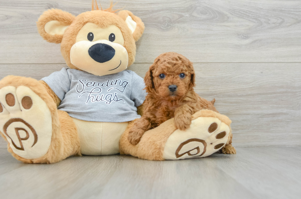 6 week old Cavapoo Puppy For Sale - Puppy Love PR