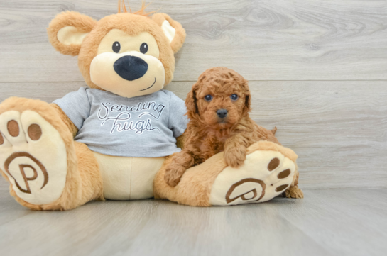 Cavapoo Puppy for Adoption