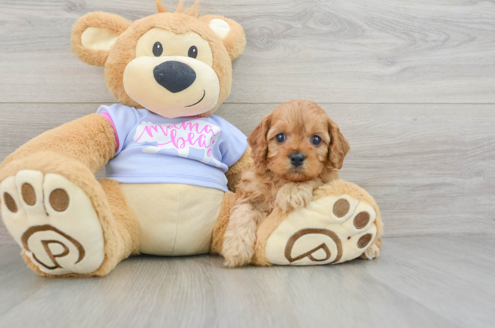 7 week old Cavapoo Puppy For Sale - Puppy Love PR