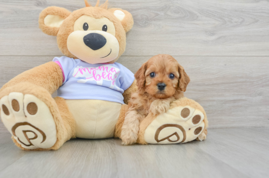 Cavapoo Puppy for Adoption