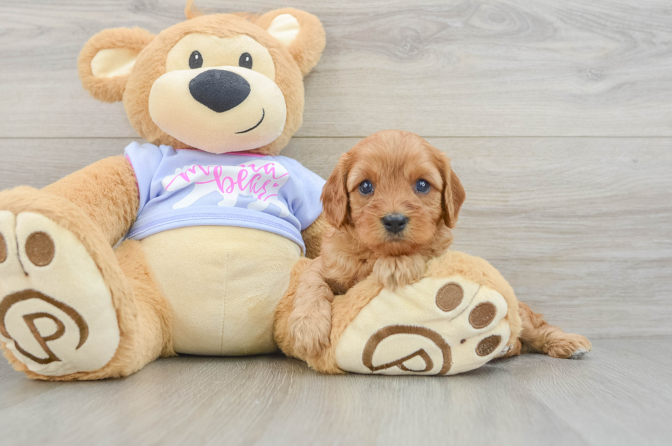 7 week old Cavapoo Puppy For Sale - Puppy Love PR