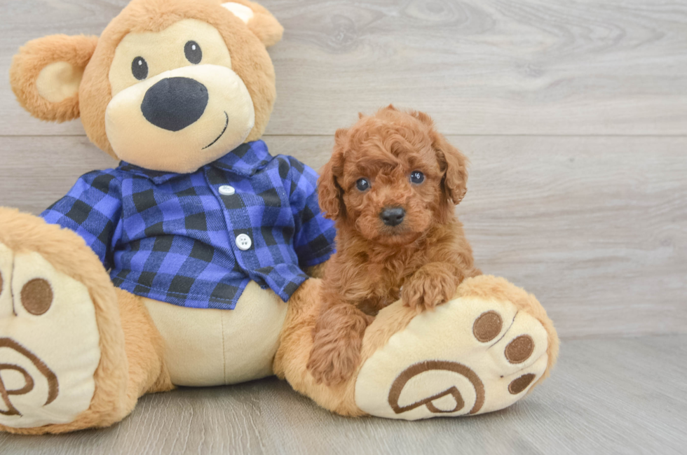 6 week old Cavapoo Puppy For Sale - Puppy Love PR