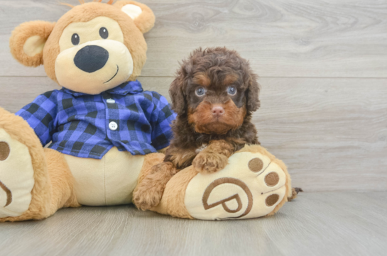 Cavapoo Puppy for Adoption