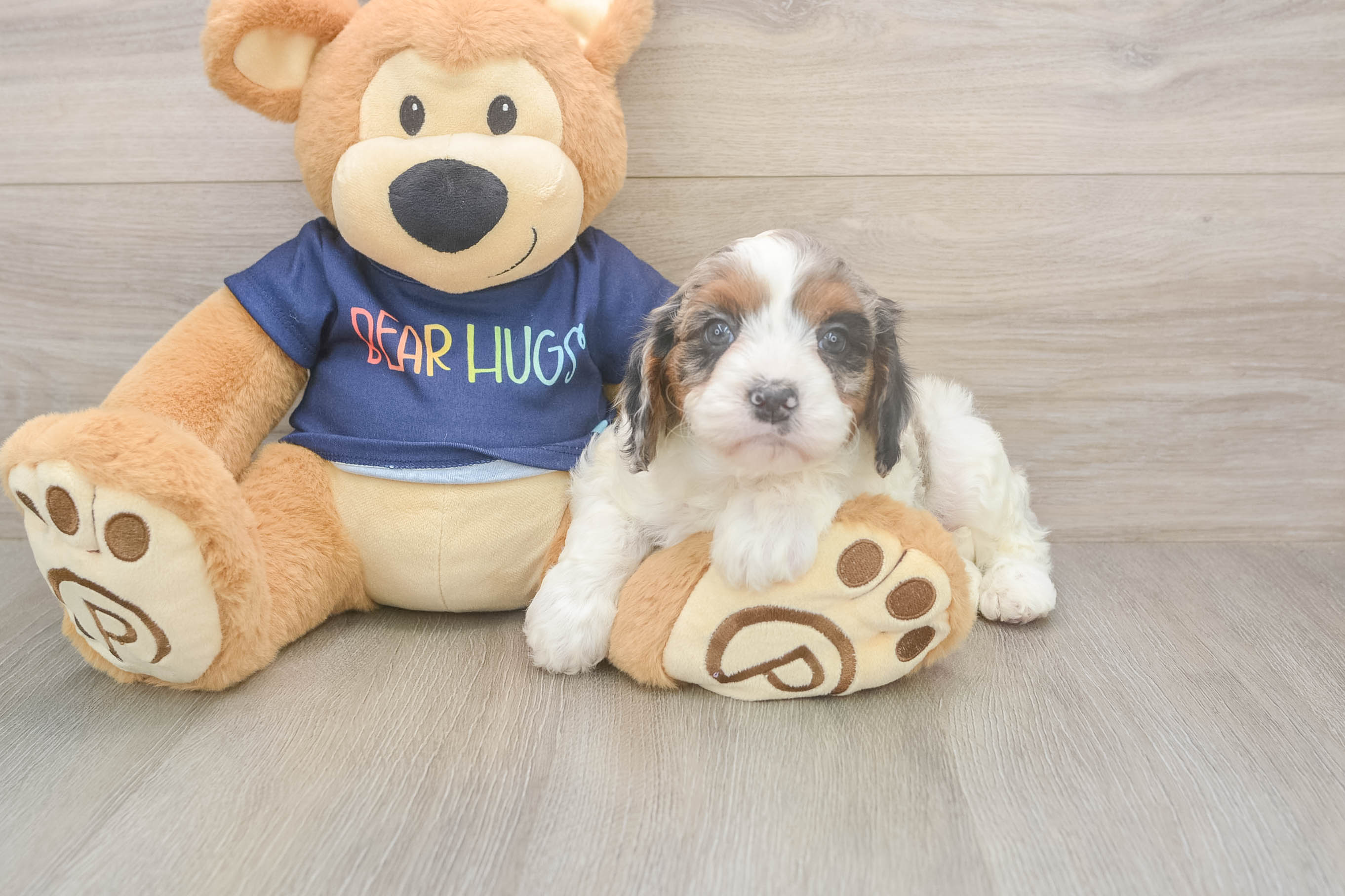 Best Cavapoo Baby