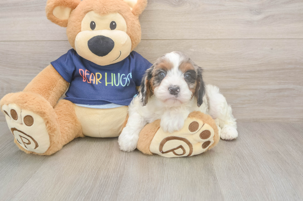 5 week old Cavapoo Puppy For Sale - Puppy Love PR