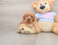 7 week old Cavapoo Puppy For Sale - Puppy Love PR