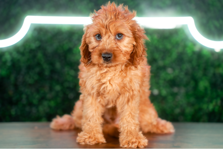 Cute Cavapoo Poodle Mix Pup