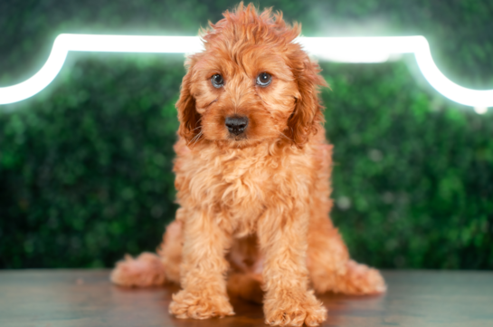 Cute Cavapoo Poodle Mix Pup