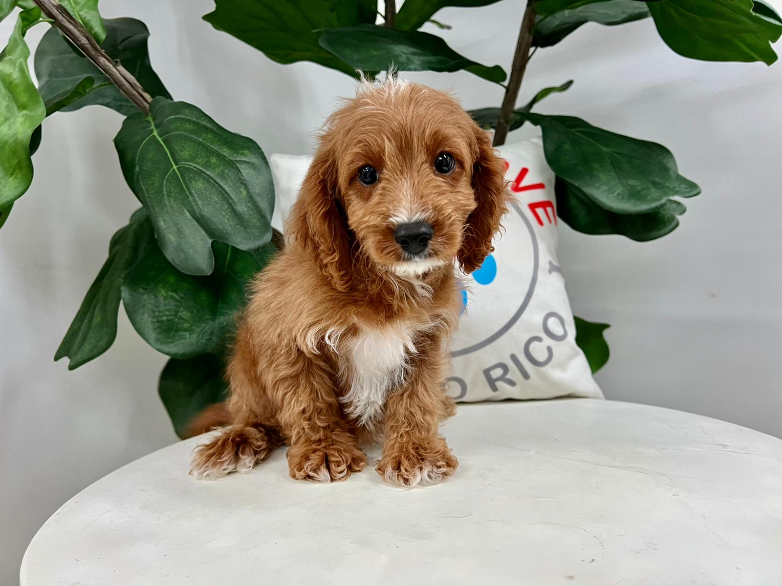 Cute Cavoodle Poodle Mix Puppy