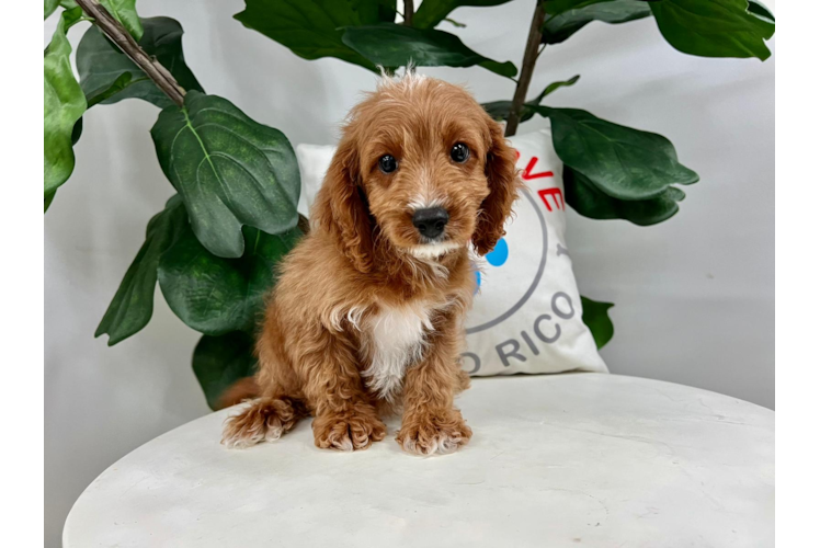 Meet Nirvana - our Cavapoo Puppy Photo 1/4 - Puppy Love PR Cute Cavoodle Poodle Mix Puppy