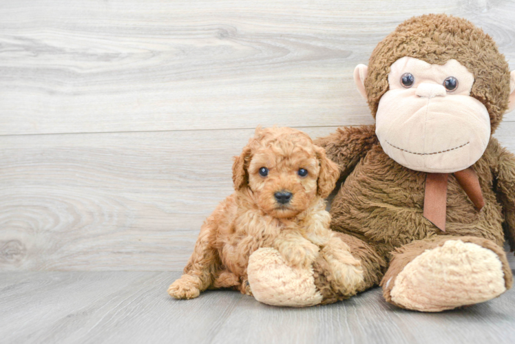 Fluffy Cavapoo Poodle Mix Pup