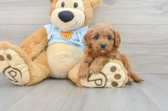 Playful Cavoodle Poodle Mix Puppy