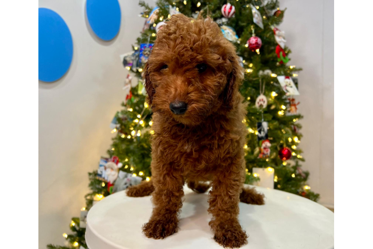 Cavapoo Puppy for Adoption