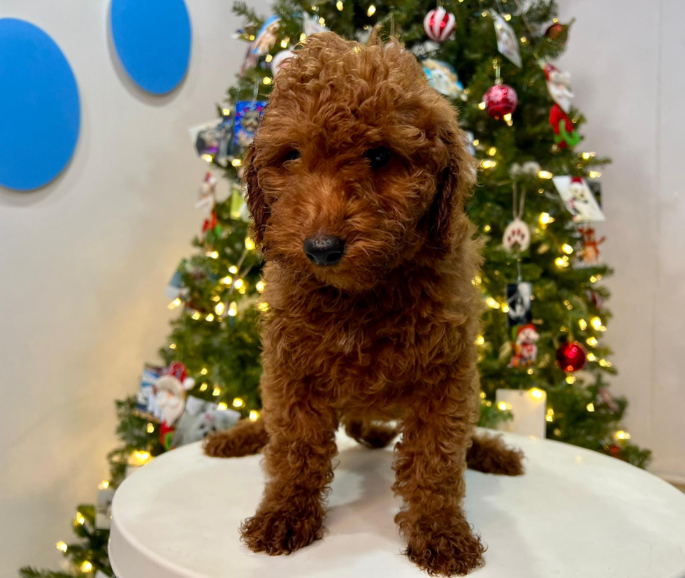 Cavapoo Puppy for Adoption