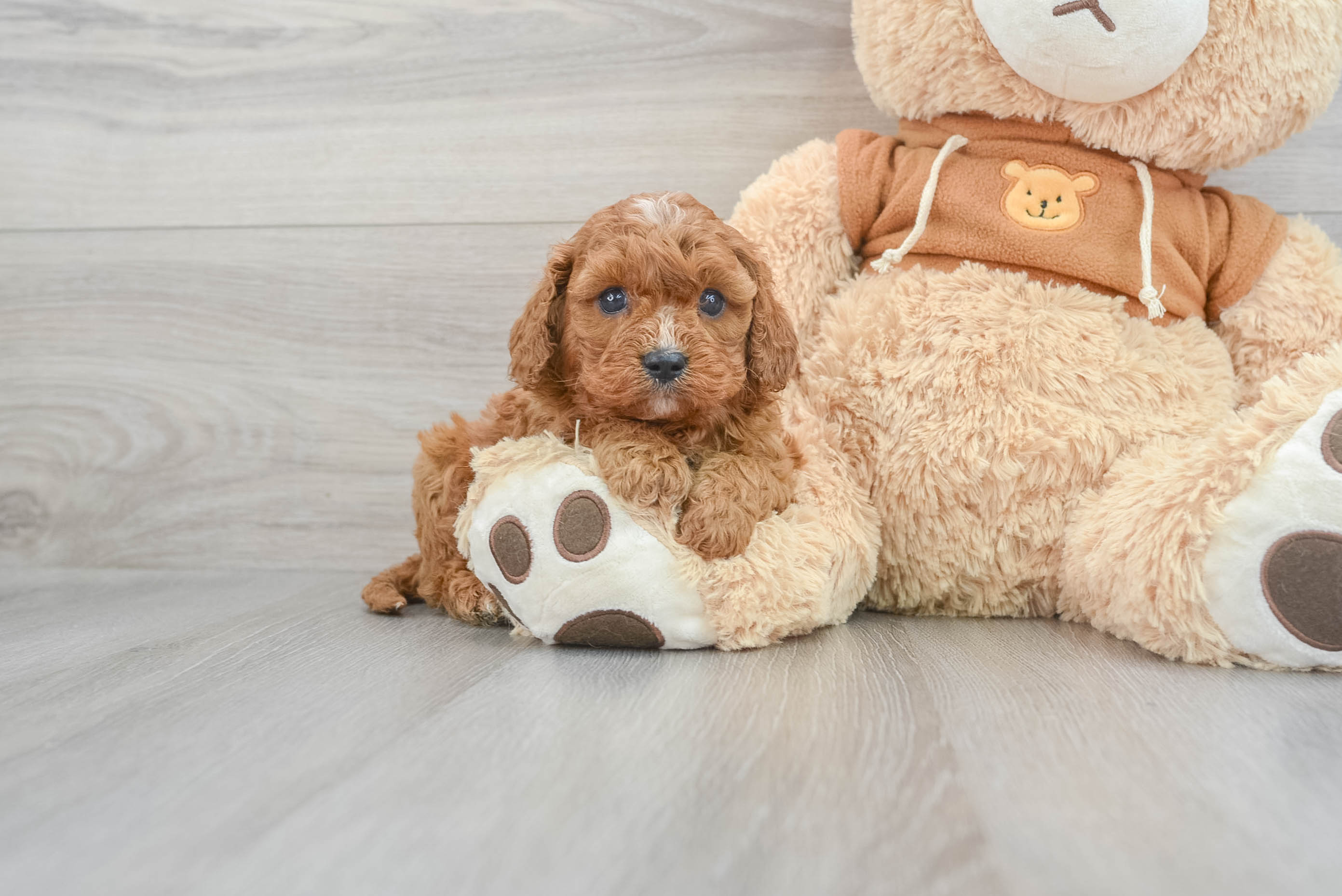 Cute Cavapoo Baby