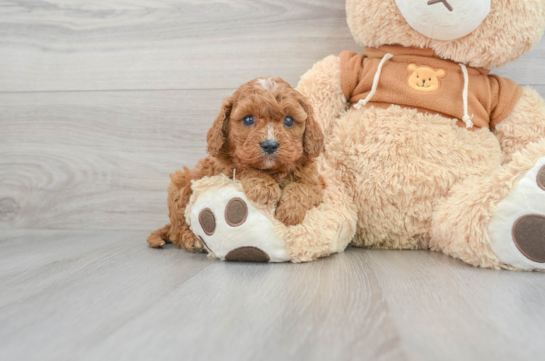 son cavapoos buenas mascotas