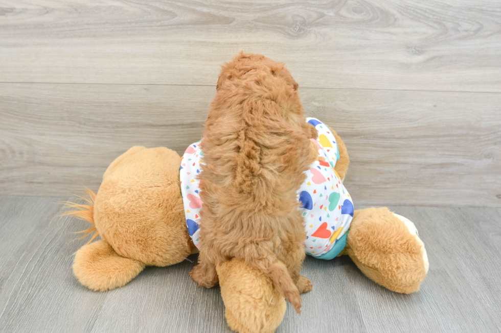 Little Cavipoo Poodle Mix Puppy