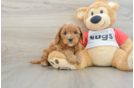 Cavapoo Pup Being Cute