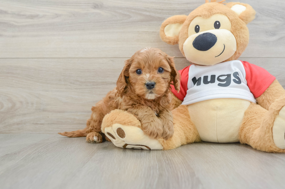 7 week old Cavapoo Puppy For Sale - Puppy Love PR