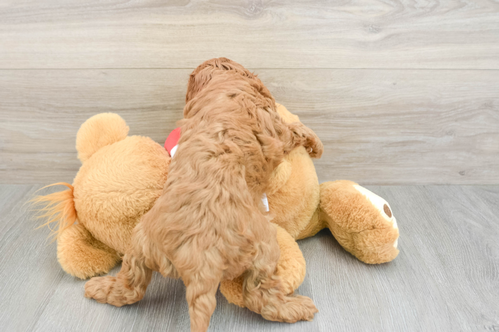 Adorable Cavalier King Charles Spaniel and Poodle Mix Poodle Mix Puppy
