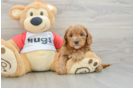 Energetic Cavoodle Poodle Mix Puppy