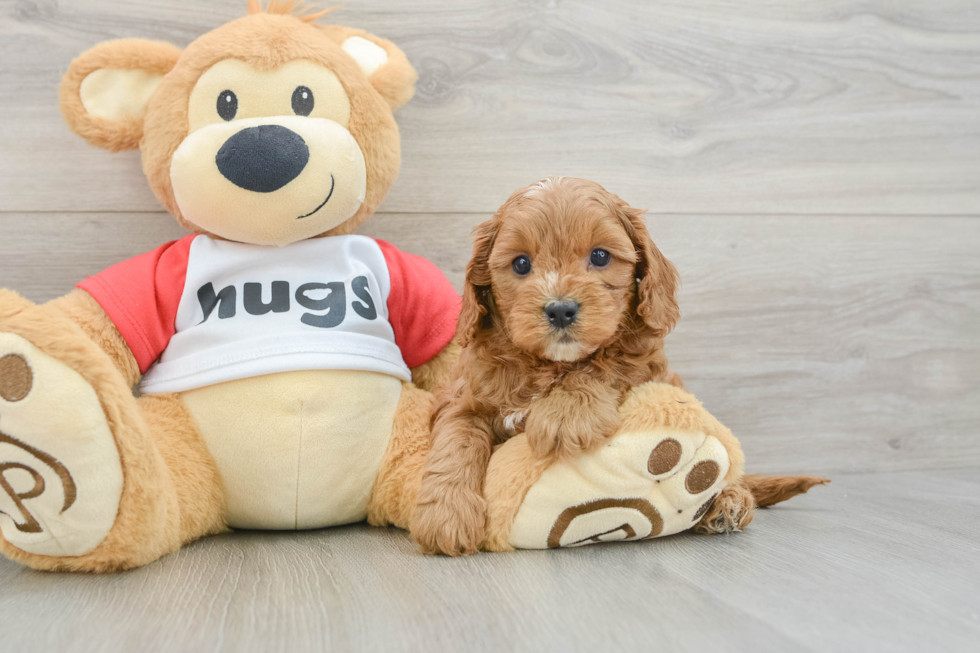 Energetic Cavoodle Poodle Mix Puppy