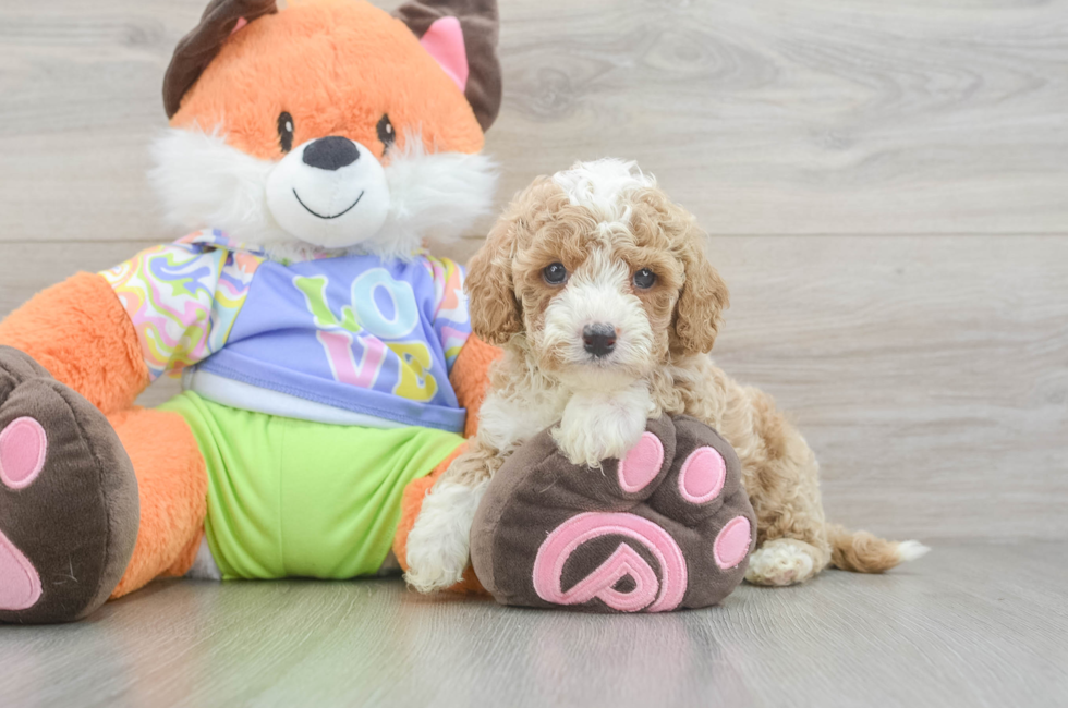 6 week old Cavapoo Puppy For Sale - Puppy Love PR