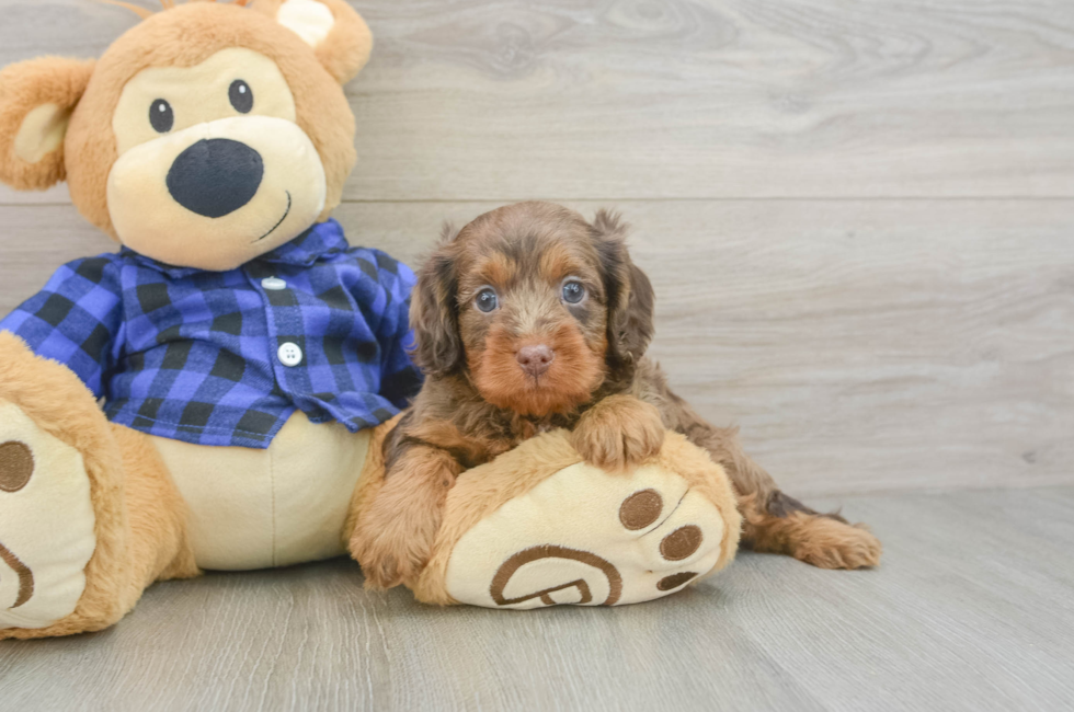 5 week old Cavapoo Puppy For Sale - Puppy Love PR