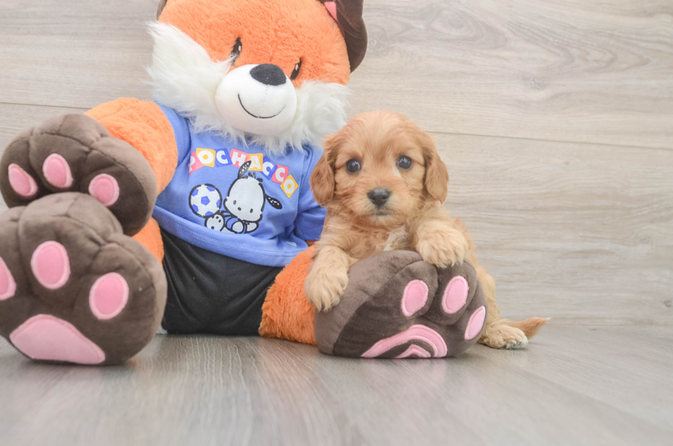 5 week old Cavapoo Puppy For Sale - Puppy Love PR
