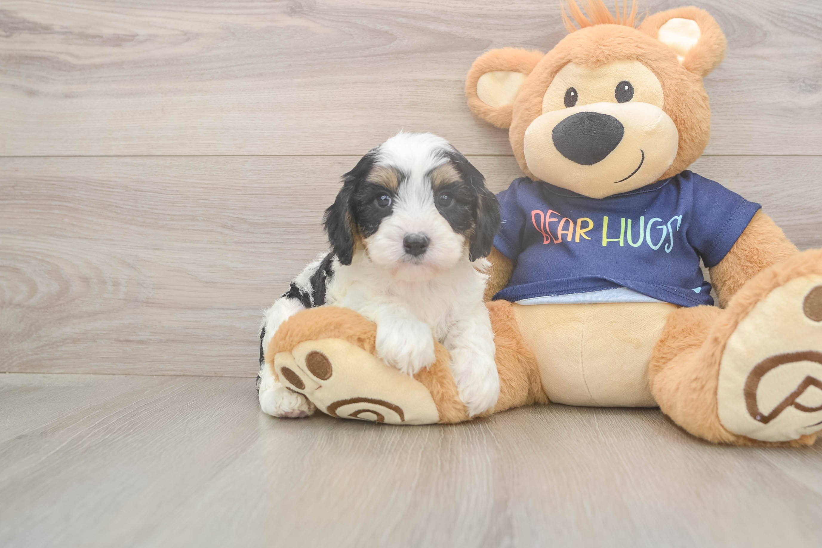 Funny Cavapoo Poodle Mix Pup