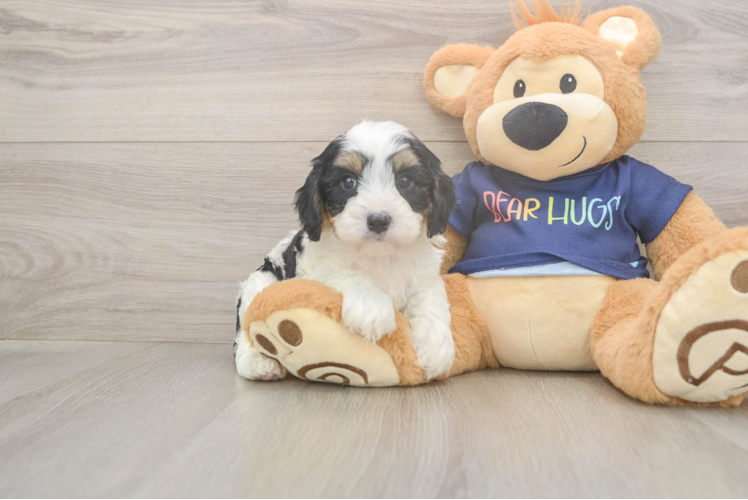 Funny Cavapoo Poodle Mix Pup
