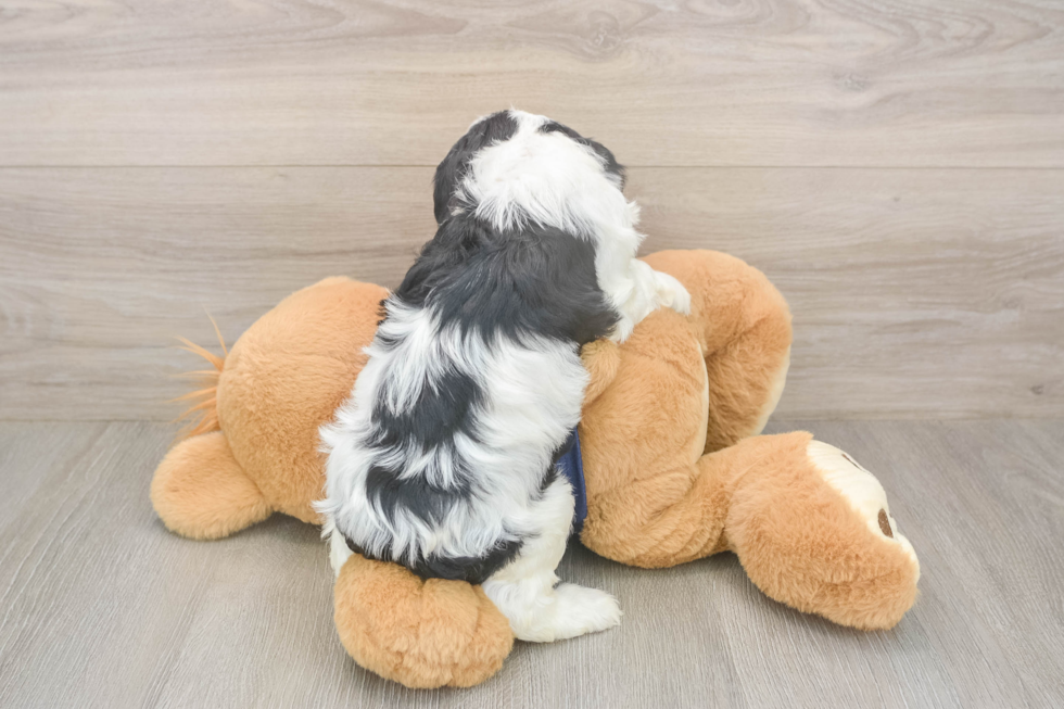 Friendly Cavapoo Baby