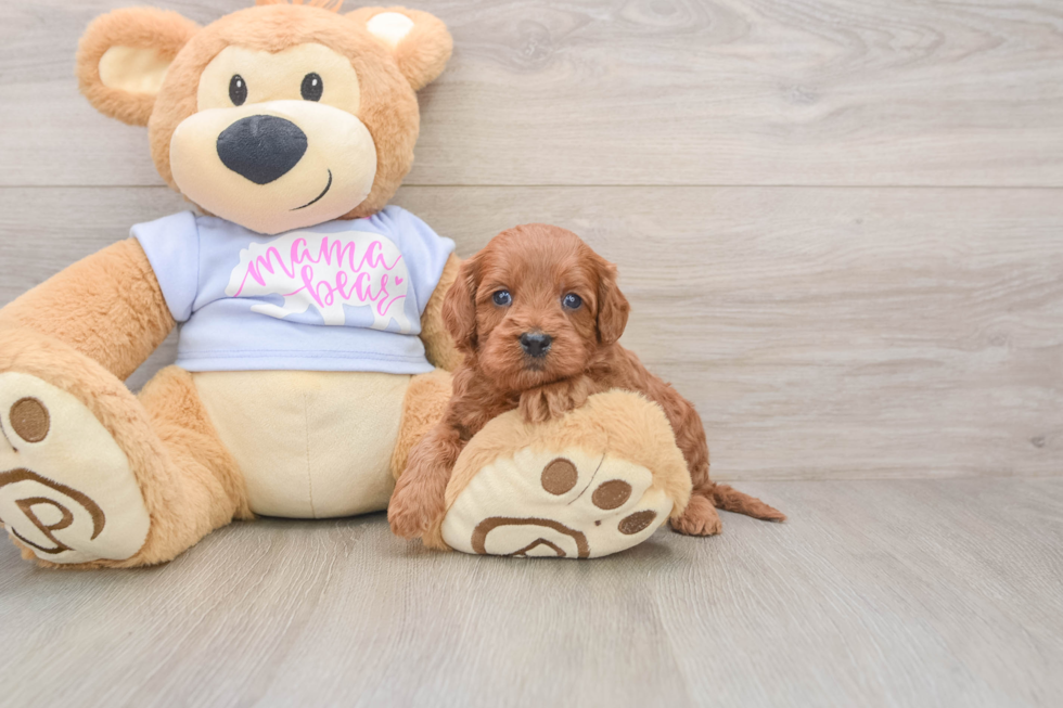 Popular Cavapoo Poodle Mix Pup